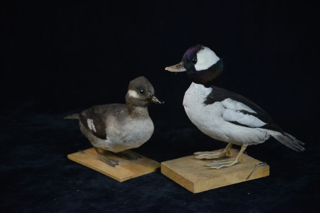 MJCOONEY Oshkosh WI USA