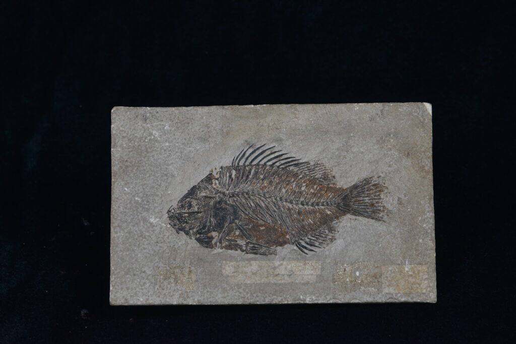 MJCOONEY Oshkosh WI USA