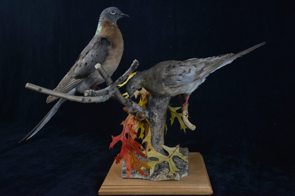 MJCOONEY Oshkosh WI USA