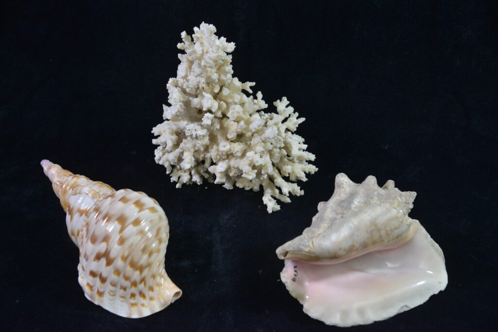 MJCOONEY Oshkosh WI USA