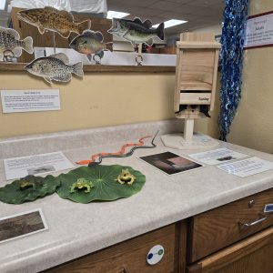 Photo of a counter with toy frogs, snakes and a bat house